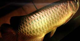 Red Tail Golden