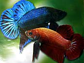 Siamese Fighting Fish