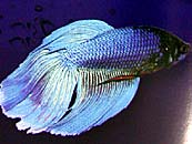 Siamese Fighting Fish