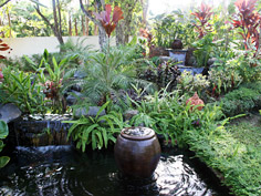 Tropical garden