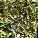 Terminalia ivoriensis