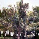 Coconut - Cocus nucifera L.