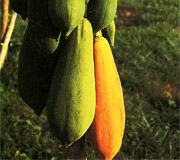 Papaya - Carica papaya