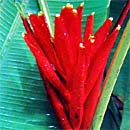 Heliconias