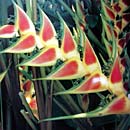 Heliconias