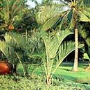 Palm