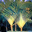 Palm