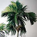 Palm